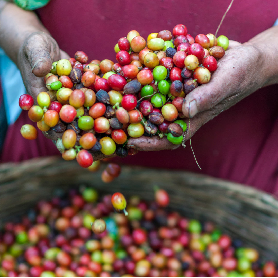 
                  Farm to Machine: Learn How Coffee Is Made - Coffee Life, a blog by EspressoWorks
                