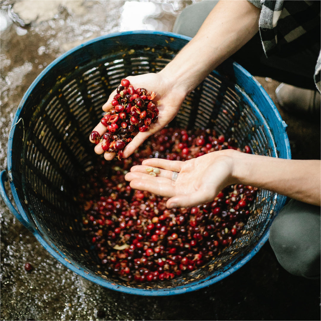 Liberica Coffee 101 - Coffee Life Blog by EspressoWorks